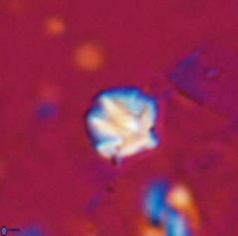 Discoaster artatus 27195