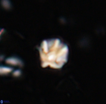 Discoaster artatus 27197