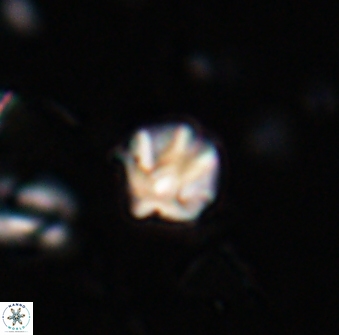 Discoaster artatus 27197