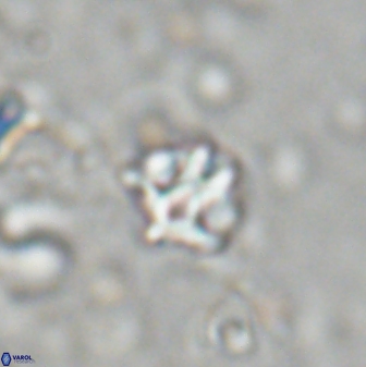 Discoaster artatus 27198