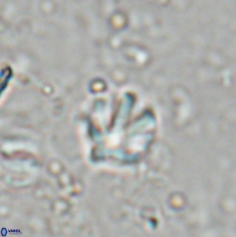 Discoaster artatus 27199