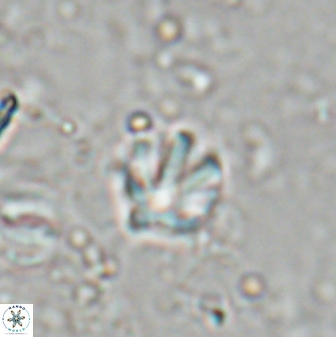 Discoaster artatus 27199