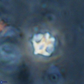 Discoaster artatus 27200