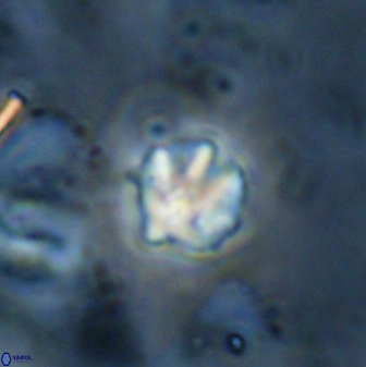 Discoaster artatus 27201