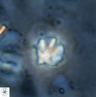 Discoaster artatus 27201