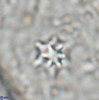 Discoaster artatus 27204