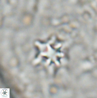 Discoaster artatus 27204