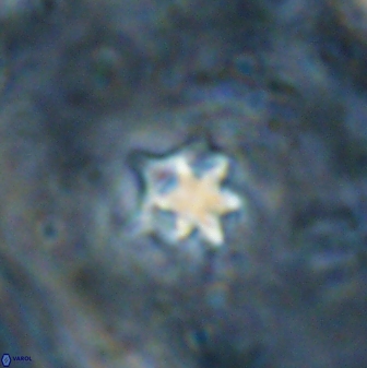 Discoaster artatus 27206