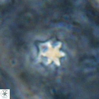 Discoaster artatus 27206