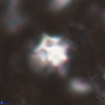 Discoaster artatus 27211