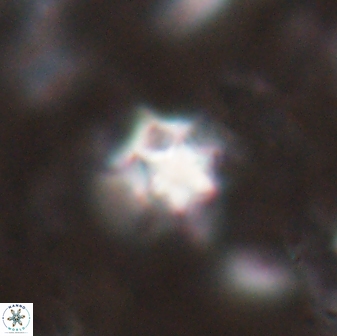 Discoaster artatus 27211