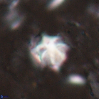 Discoaster artatus 27212