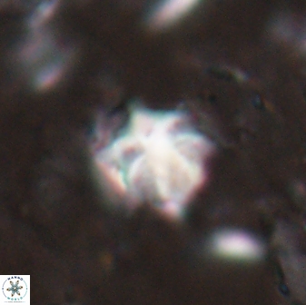 Discoaster artatus 27212