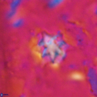 Discoaster artatus 27213