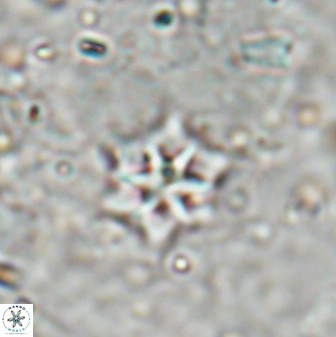 Discoaster artatus 27243