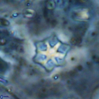 Discoaster artatus 27246