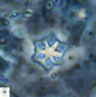 Discoaster artatus 27246