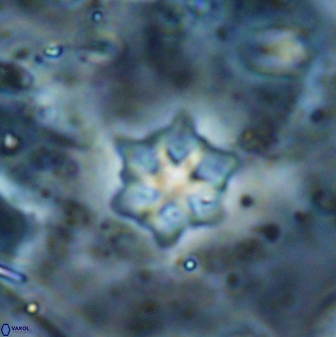 Discoaster artatus 27248