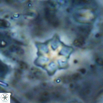 Discoaster artatus 27248
