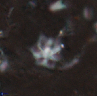 Discoaster artatus 27252