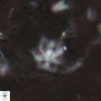 Discoaster artatus 27252