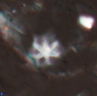 Discoaster artatus 27254