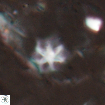Discoaster artatus 27254
