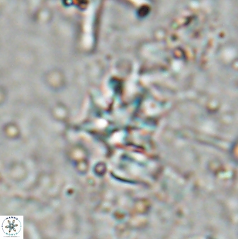 Discoaster artatus 27280