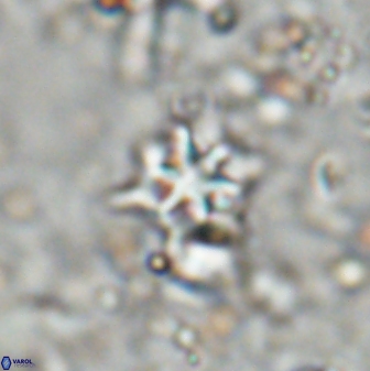 Discoaster artatus 27281