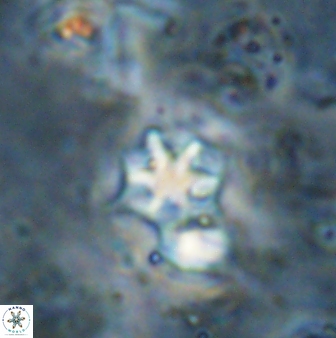 Discoaster artatus 27282