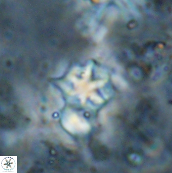 Discoaster artatus 27283