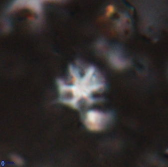 Discoaster artatus 27286