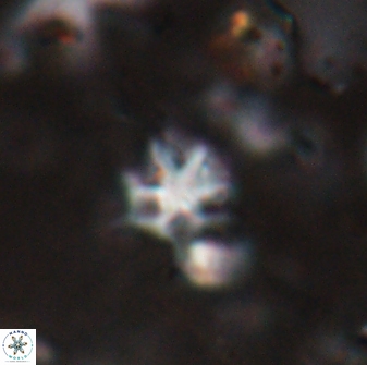 Discoaster artatus 27286
