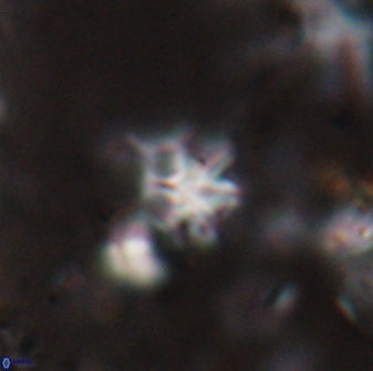 Discoaster artatus 27287