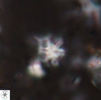 Discoaster artatus 27287