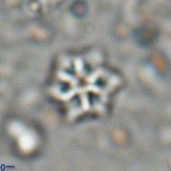 Discoaster artatus 27289