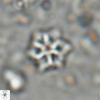Discoaster artatus 27289