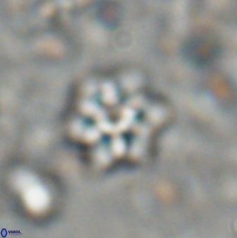 Discoaster artatus 27291