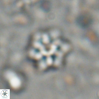 Discoaster artatus 27291