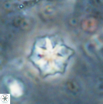 Discoaster artatus 27294