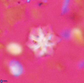 Discoaster artatus 27296