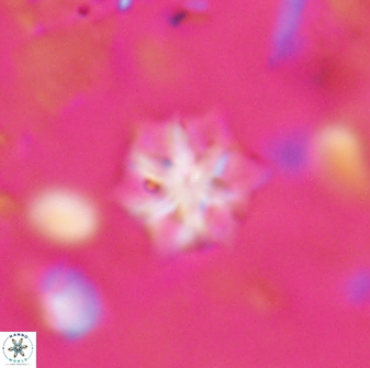 Discoaster artatus 27296