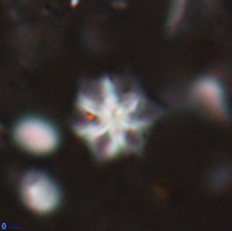 Discoaster artatus 27297