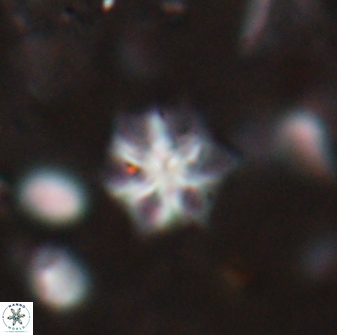 Discoaster artatus 27297