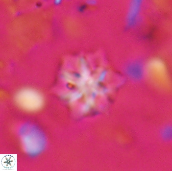 Discoaster artatus 27298