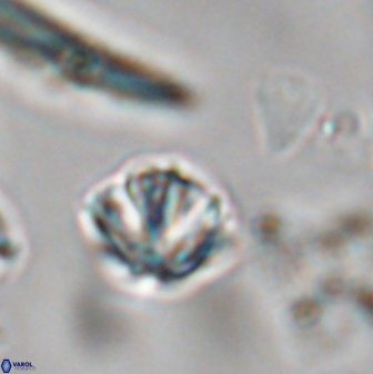 Discoaster artatus 28401