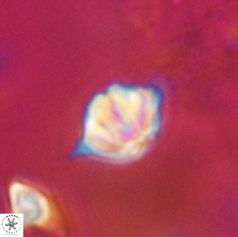 Discoaster artatus 28406