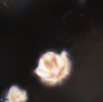 Discoaster artatus 28407