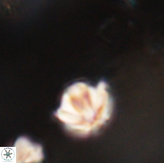 Discoaster artatus 28407