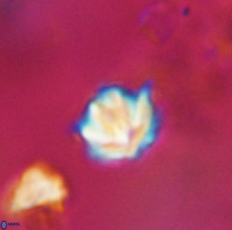 Discoaster artatus 28408